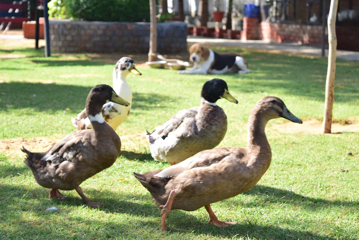 Delightful quacks from farm house ducks